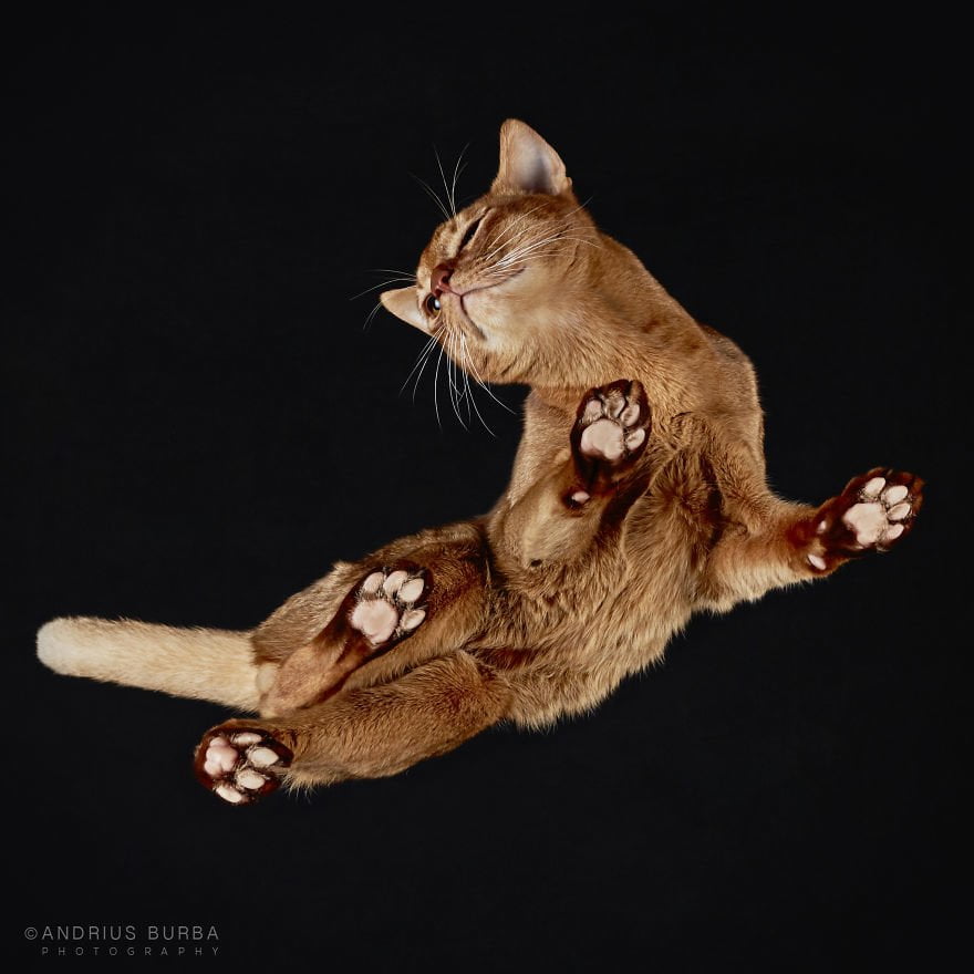 Кошка снизу. Андриус Бурба фотограф. Кошачий фотограф Андриус Бурба. Кошка вид сверху. Кот в необычном ракурсе.