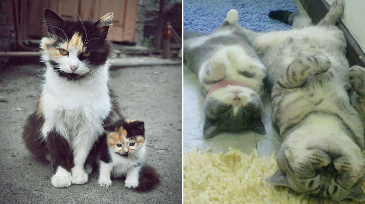 Котята похожи на кошку. Котики большой и маленький. Маленький и большой котенок. Большой кот и маленький котенок. Два котика большой и маленький.