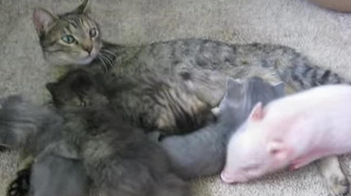 Маленькие котята только родившиеся с мамой
