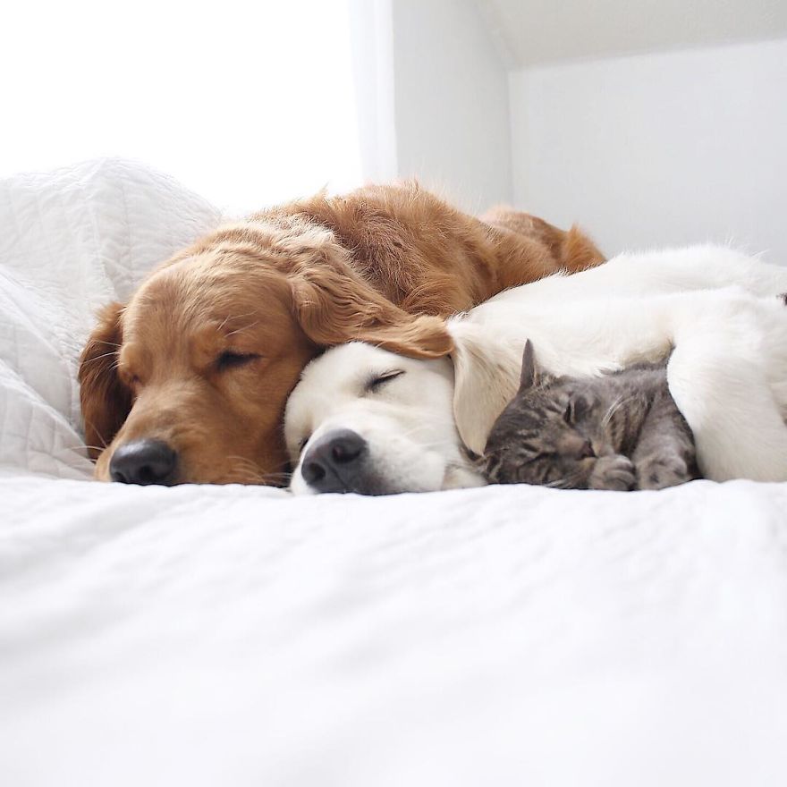 Собака и кошка вместе. Животные спят. Коти соьака спчт вместе. Собаки вместе спят