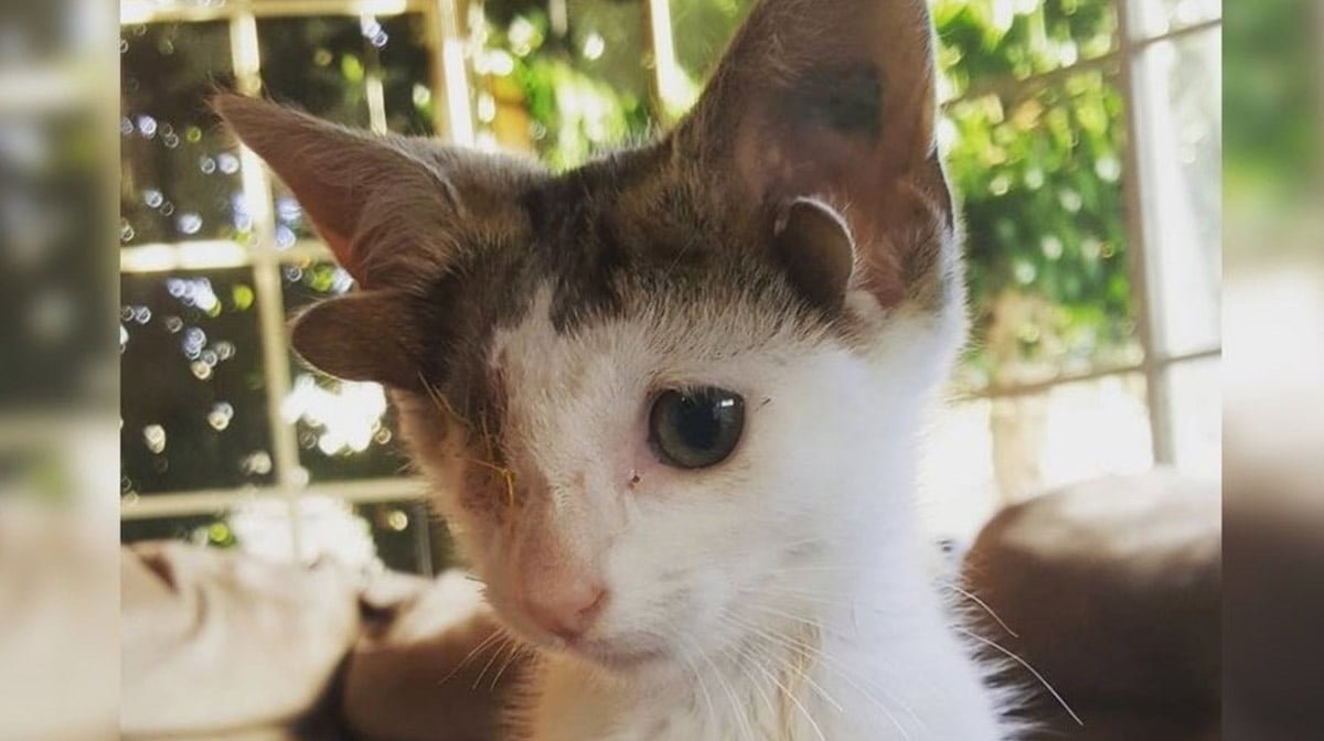 Котенок с четырьмя ушами