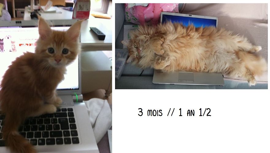 Как быстро растут котята с фото