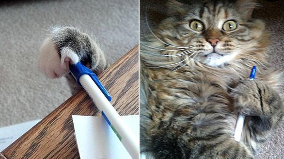 Кот украл ручку