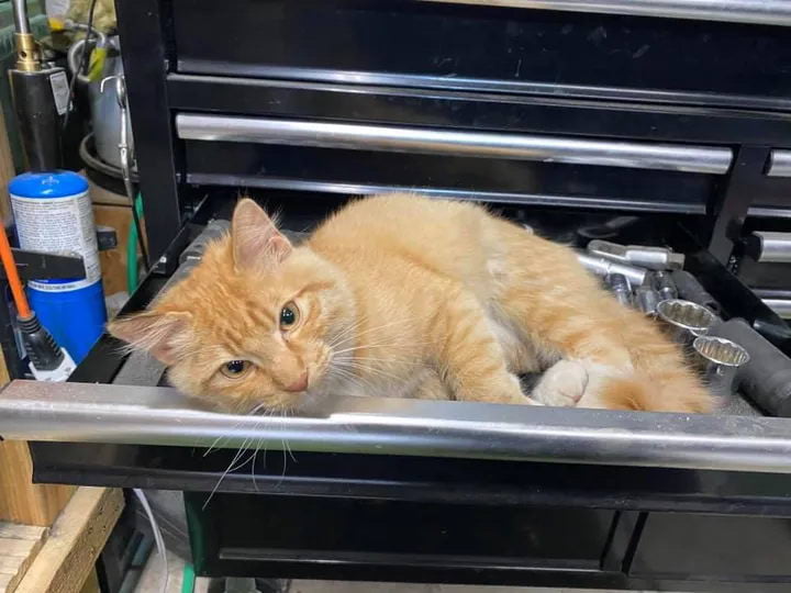 Кот в мастерской. Кошка в гараже. Кот механик